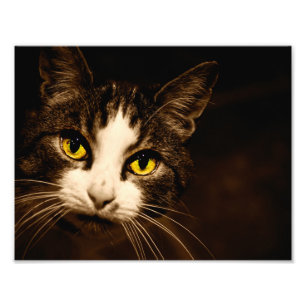 Impressão bonito da foto dos olhos de gato