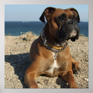 Impressão bonito do cão de filhote de cachorro d