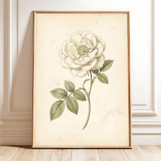 Impressão Botânica Boho Rosa Branca Vintage