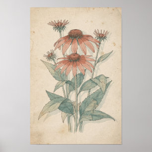 Impressão Botânica de Coneflower Estudo de Jardi
