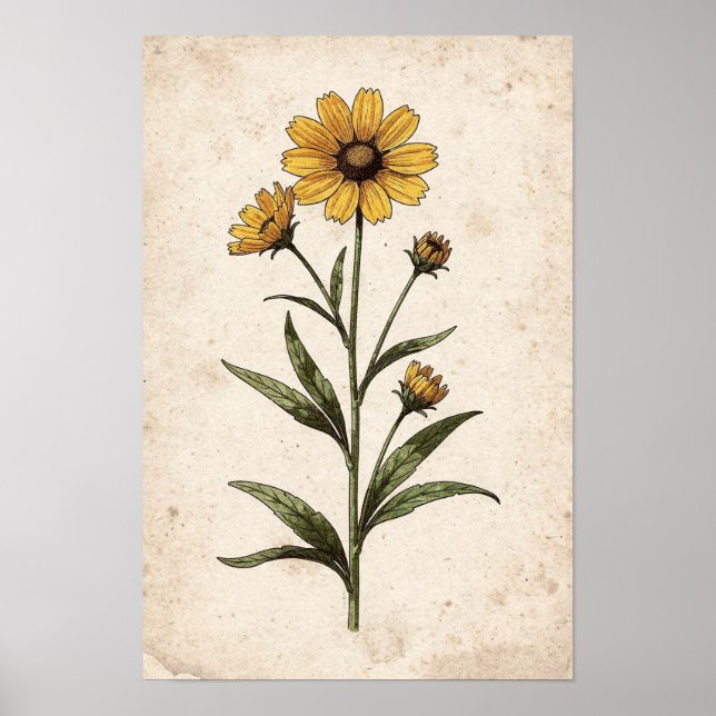 Impressão Botânica de Coreopsis (Frente)