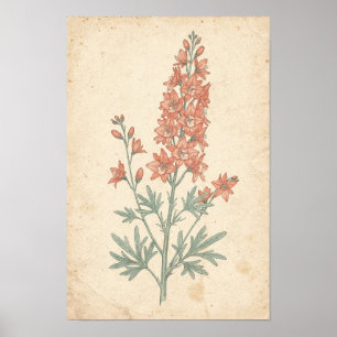 Impressão Botânica de Delphinium Estudo de Espig