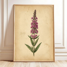 Impressão Botânica de Lysimachia Vintage