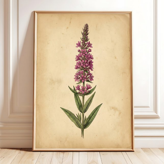 Impressão Botânica de Lysimachia Vintage (Criador carregado)