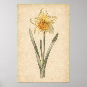 Impressão Botânica de Narciso