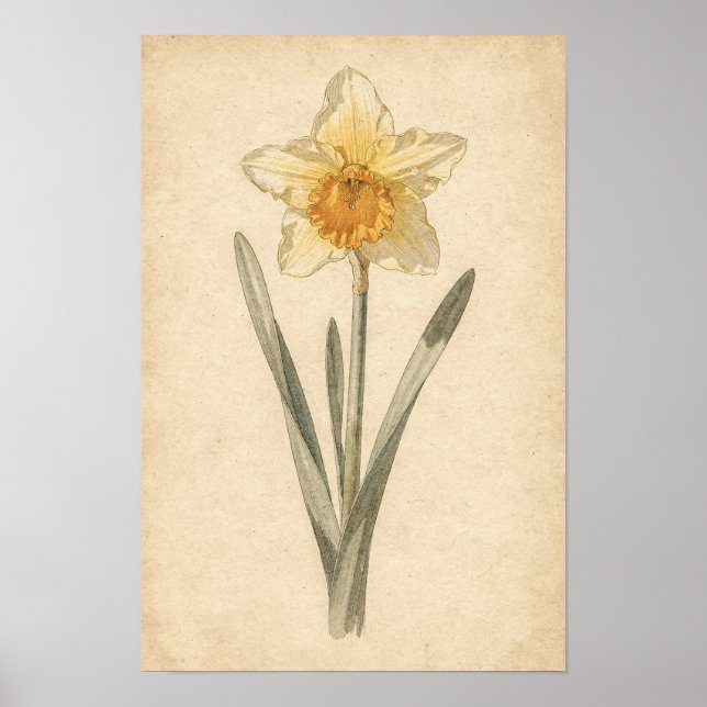 Impressão Botânica de Narciso (Frente)
