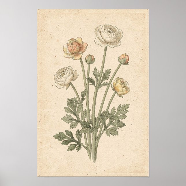 Impressão Botânica de Ranunculus (Frente)