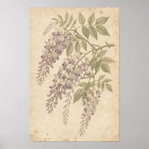 Impressão Botânica de Wisteria
