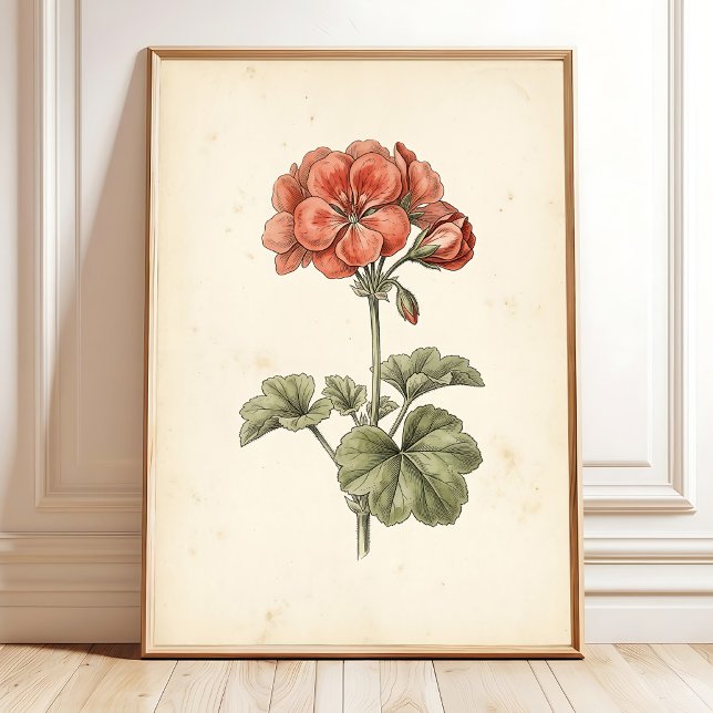 Impressão Botânica Vintage de Pelargonium (Criador carregado)