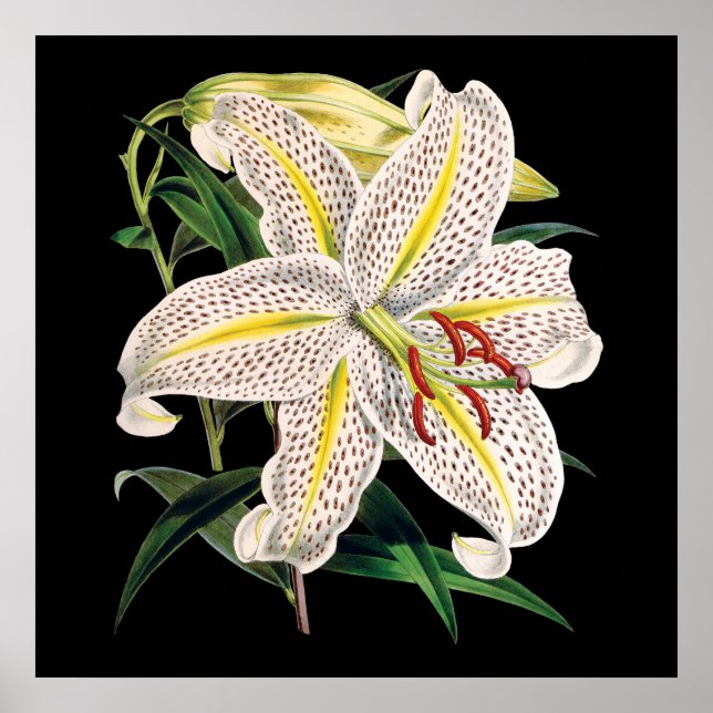 impressão botânico branco-tigre-lily premium (Frente)
