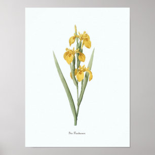 Impressão botânico da arte da ilustração flora