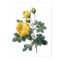 Impressão botânico de YELLOW ROSE por Redoute