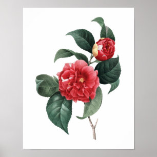 Impressão botânico do original de CAMELIA por