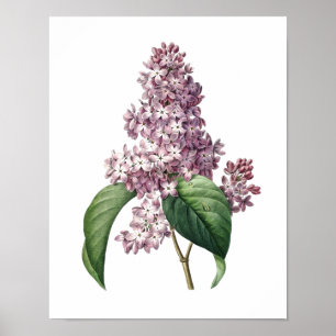 Impressão botânico do original do LILAC por
