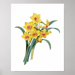 Impressão botânico dos DAFFODILS originais por