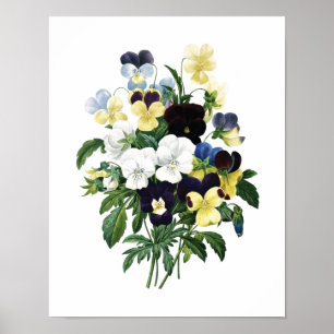 Impressão botânico dos PANSIES originais por