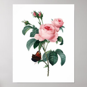 Impressão botânico dos ROSAS originais por Redou