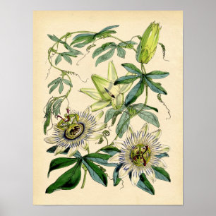 Impressão botânico - flor da paixão (Passiflora