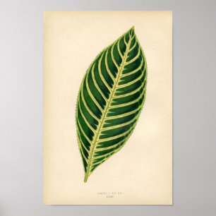 Impressão botânico - folha tropical