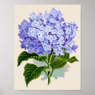 Impressão botânico - Hydrangea