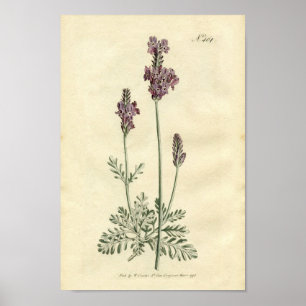 Impressão botânico - lavanda