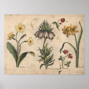 Impressão botânico PrimeRose da arte da flor 175