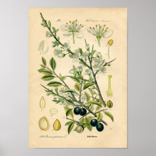 Impressão botânico - Sloe (spinosa do Prunus)