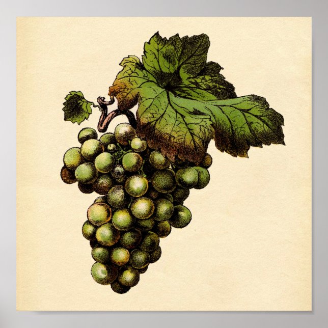 Impressão botânico - Uva branca (Frente)