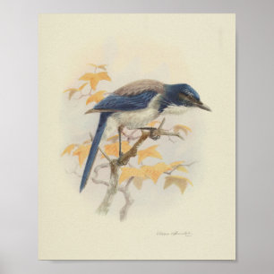 Impressão Branco Azul Vintage Bird