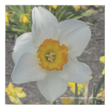 impressão branco cinzento