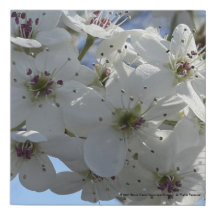 impressão branco cinzento