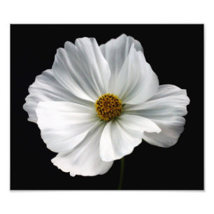 Impressão branco da foto do cosmos