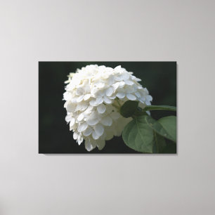 Impressão branco das canvas da flor do Hydrangea