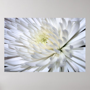 Impressão branco das canvas do crisântemo