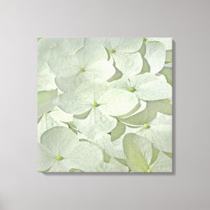 Impressão branco das canvas do Hydrangea