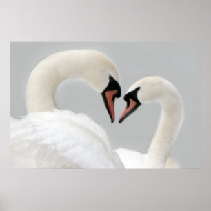 Impressão branco do poster das cisnes