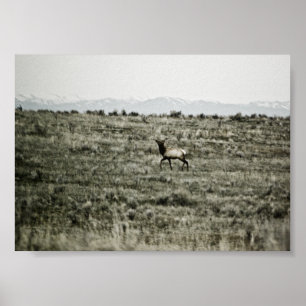 Impressão Bull Elk P2800