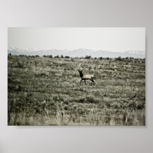 Impressão Bull Elk P2800 (Frente)
