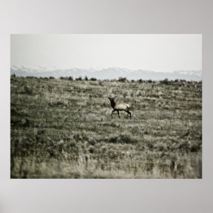 Impressão Bull Elk P2800