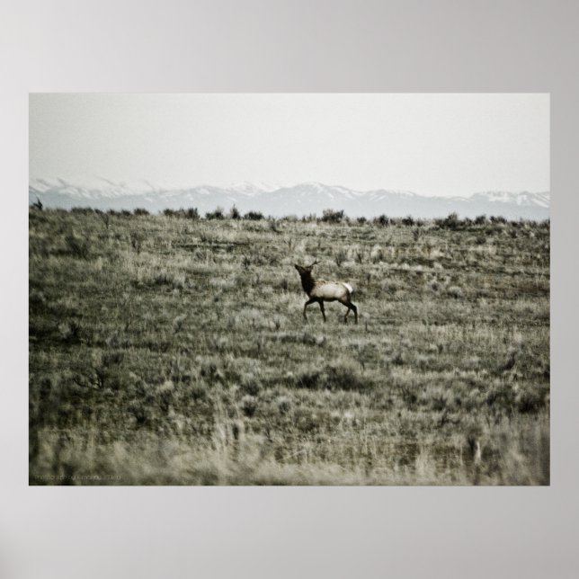 Impressão Bull Elk P2800 (Frente)