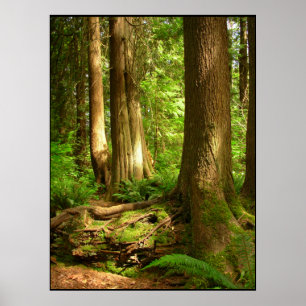 Impressão canadense da arte da floresta da costa