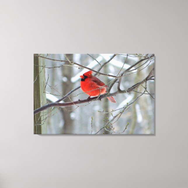 Impressão Cardinal Vermelho Cheery (Frente)