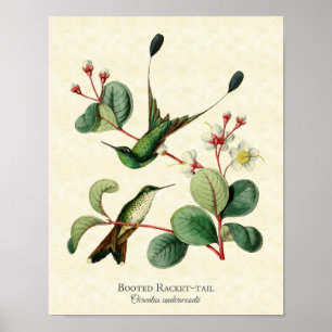 Impressão carreg da arte dos colibris da cauda da