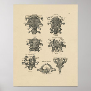 Impressão cervical da anatomia 1880 da espinha do