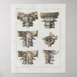 Impressão cervical da anatomia do vintage da