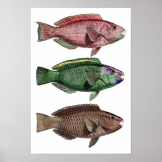 Impressão "Chlorurus Troschelii"