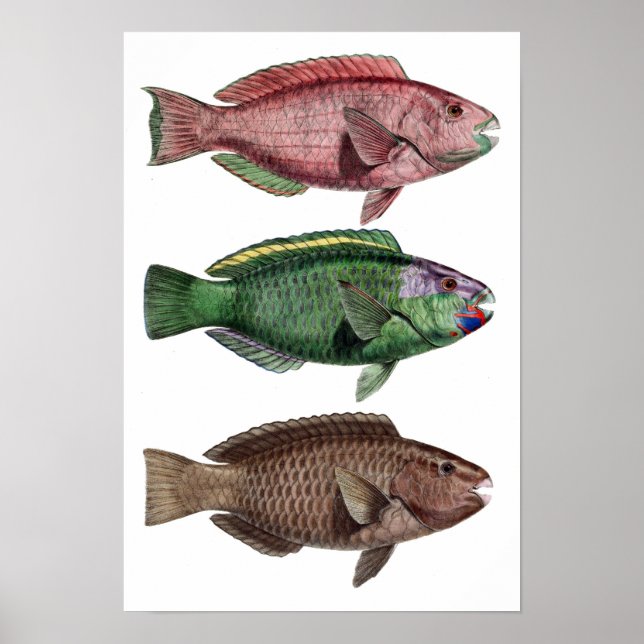 Impressão "Chlorurus Troschelii" (Frente)