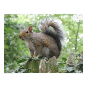 Impressão cinzento Nosy da foto do esquilo