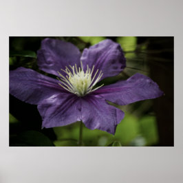 Impressão Clematis 8510