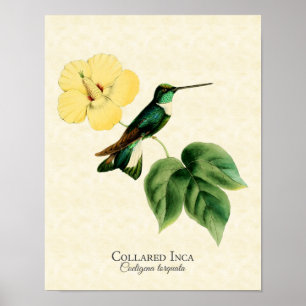Impressão colocado um colar da arte do colibri do